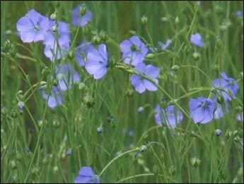 Health Benefits of Linseed (Linum usitatissimum)