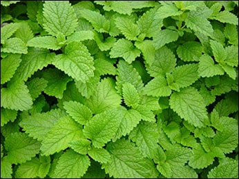 Lemon Balm (Melissa officinalis)