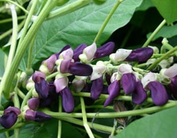 mucuna pruriens powder