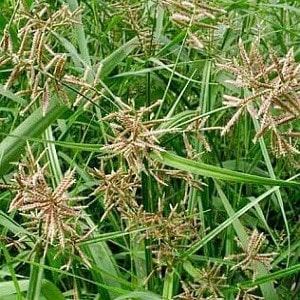 Nagarmotha (Cyperus Rotundus)