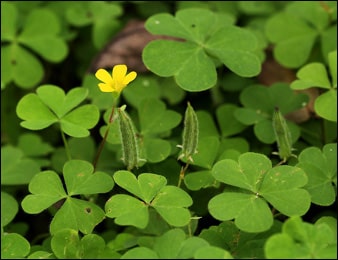 Health Benefits of Indian Sorrel (Oxalis corniculata)