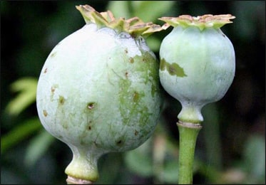 Opium Poppy (Papaver somniferum)