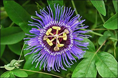 Health Benefits of Purple passionflower (Passiflora Incarnata)