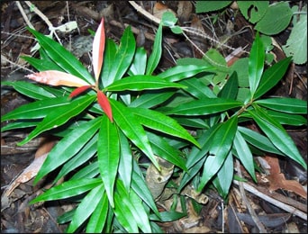 Health Benefits of Jamaican Quassia (Picrasma Excelsa)