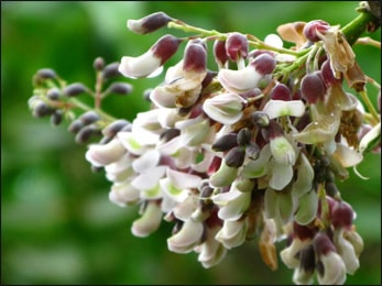 piscidia erythrina