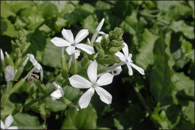 Health Benefits of Plumbago Zeylanica (Chitrak)