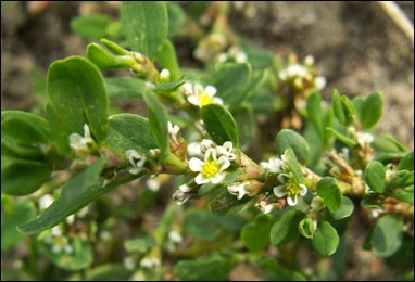 Polygonum aviculare (Prostrate knotweed)
