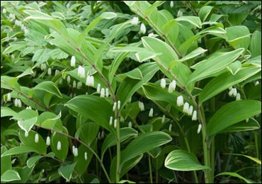 Health Benefits of Solomon Seal (Polygonatum Multiflorum)