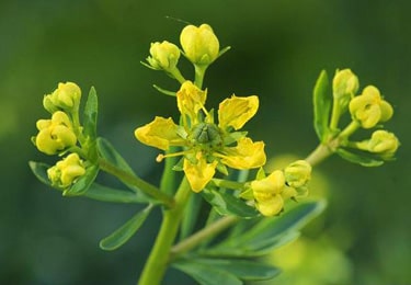 Common Rue (Ruta Graveolens)