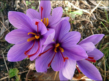 saffron crocus sativus