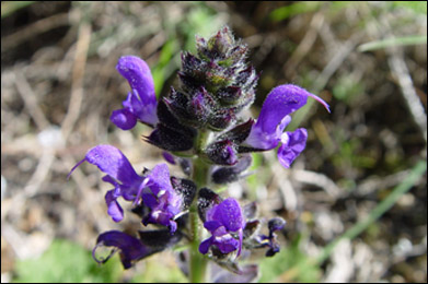 salvia verbenaca sage