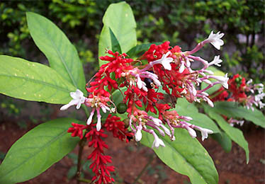 Health Benefits of Indian Snakeroot (Rauwolfia Serpentina)