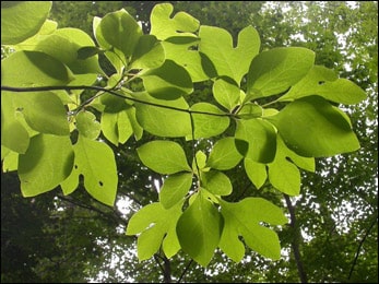 Sassafras albidum (Sassafras)