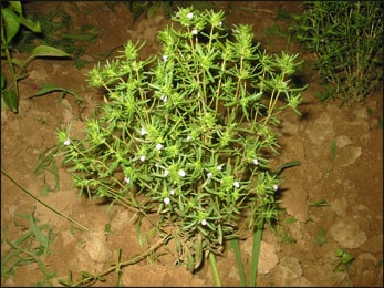 Satureja hortensis (Summer savory)