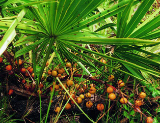 Saw Palmetto