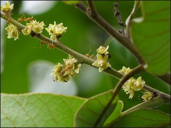 Bhallataka (Semecarpus Anacardium)