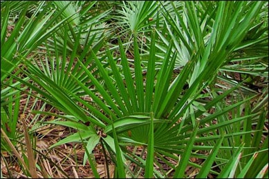 Saw Palmetto (Serenoa Serrulata)