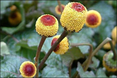 Health Benefits of Spilanthes Seed (Spilanthes Acmella)