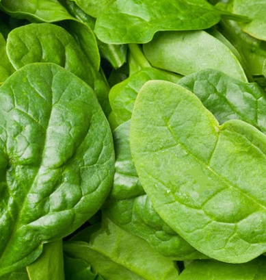 Spinach