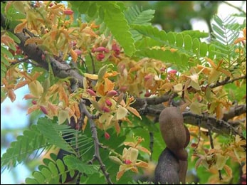 Health Benefits of Tamarindus Indica (Tamarind)