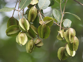 Terminalia Arjuna for Heart Problems