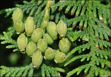 Thuja (Arborvitae)