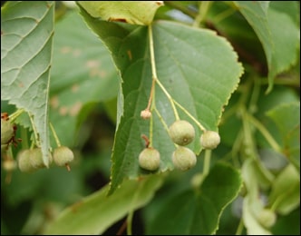 Small Leaved Lime (Tilia europaea)