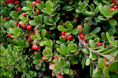 Health Benefits of Uva Ursi (Bearberry)