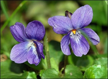 viola odorata