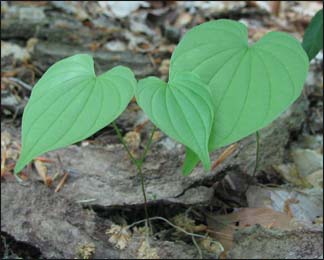 Health Benefits and Uses of Wild Yam