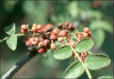 Prickly Ash