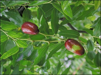 Health Benefits of Ziziphus Vulgaris (Jujube)