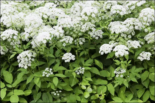 Aegopodium Podagraria, Ground Elder, Classification, Ayurvedic Properties, Dosage, Vernacular Names, Taxonomical Classification, Habitat, Chemical Composition, Ancient Verse