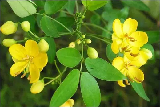 Chakramarda, Sickle Senna, Cassia tora, Classification, Ayurvedic Properties, Dosage, Vernacular Names, Taxonomical Classification, Habitat, Chemical Composition, Ancient Verse