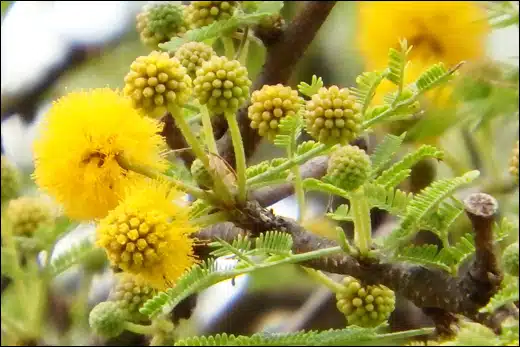 Irimeda, Sweet Acacia, Acacia farnesiana, Classification, Ayurvedic Properties, Dosage, Vernacular Names, Taxonomical Classification, Habitat, Chemical Composition, Ancient Vers