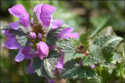 Lamium, Dead-Nettle, Classification, Ayurvedic Properties, Dosage, Vernacular Names, Taxonomical Classification, Habitat, Chemical Composition, Ancient Verse