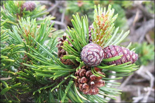 Pinus Mugo Turra, Mountain Pine, Classification, Ayurvedic Properties, Dosage, Vernacular Names, Taxonomical Classification, Habitat, Chemical Composition, Ancient Verse