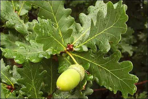 Quercus Robur, English Oak, Classification, Ayurvedic Properties, Dosage, Vernacular Names, Taxonomical Classification, Habitat, Chemical Composition, Ancient Verse