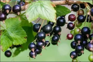 Ribes Nigrum, Black Currant, Classification, Ayurvedic Properties, Dosage, Vernacular Names, Taxonomical Classification, Habitat, Chemical Composition, Ancient Verse