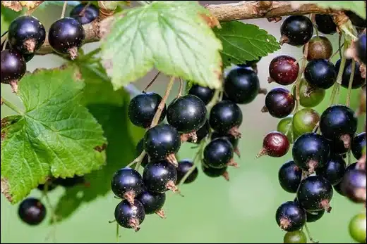 Ribes Nigrum, Black Currant, Classification, Ayurvedic Properties, Dosage, Vernacular Names, Taxonomical Classification, Habitat, Chemical Composition, Ancient Verse