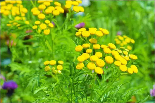 Tanacetum, Tansies, Classification, Ayurvedic Properties, Dosage, Vernacular Names, Taxonomical Classification, Habitat, Chemical Composition, Ancient Verse