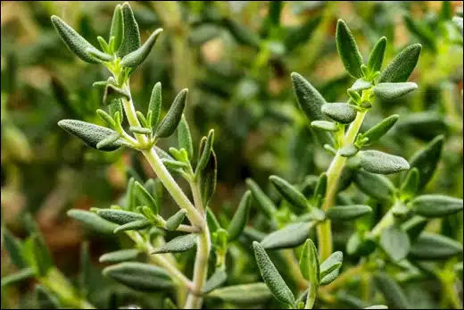 Aegopodium Podagraria, Ground Elder, Classification, Ayurvedic Properties, Dosage, Vernacular Names, Taxonomical Classification, Habitat, Chemical Composition, Ancient Verse