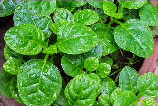 Upodika, Malabar spinach, Basella Rubra, Classification, Ayurvedic Properties, Dosage, Vernacular Names, Taxonomical Classification, Habitat, Chemical Composition, Ancient Verse