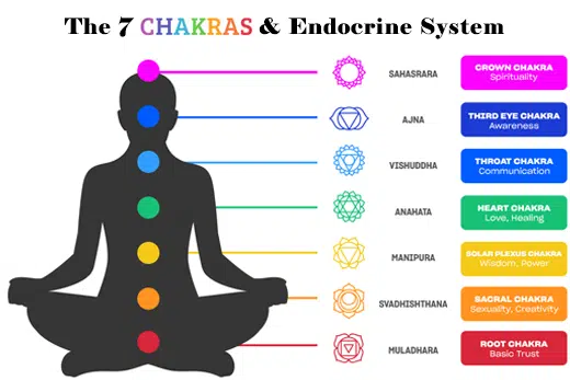 Shad Chakras & Endocrine System