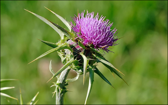 Milk Thistle / Silybum marianum / Silymarin