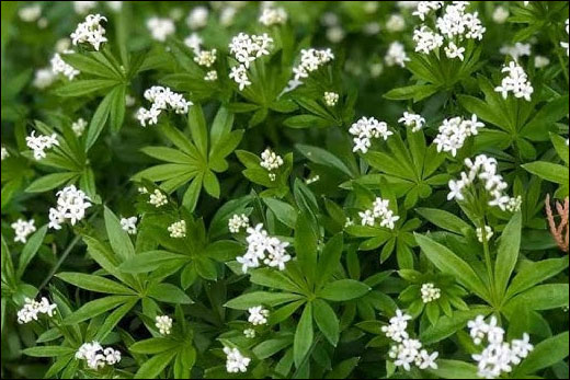 Sweet Woodruff, Galium Odoratum, Classification, Ayurvedic Properties, Dosage, Vernacular Names, Taxonomical Classification, Habitat, Chemical Composition, Ancient Verse