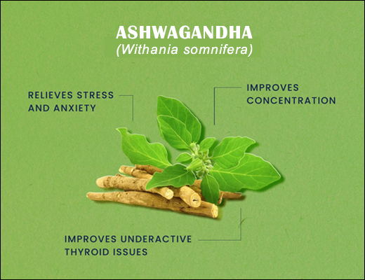 Withania somnifera, Ashwagandha, Phenolic compounds, Adaptogen, Antidepressant, Anti-arthritic, Analgesic and anti-inflammatory properties, Health concerns, Natural herbs, Scientific classification of Ashwagandha, Ashwagandha Contradictions, Ashwagandha Research articles, Indian ginseng, Ajagandha, Vajigandha, Winter Cherry, Varahkarni, Asgandha, Ashwagandha, Winter Cherry, Ashwagandha Powder, Ashwagandha Churna, Ashwagandha Extract Capsules, Ashwagandha Capsules, Ashwagandha Health Benefits, Ashwagandha Benefits, Ashwagandha Indications, Ashwagandha Dosage, Ashwagandha Uses, Ashwagandha Products