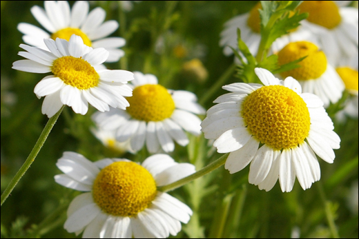 Chamomile / Babuna / Matricaria Chamomilla