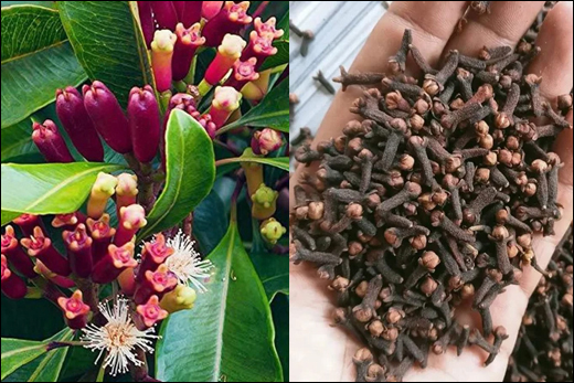 Clove, Syzygium aromaticum, Laung, Synonyms Of Clove, Vernacular Names Of Clove, Morphology, Chemical Compounds Of Clove, Parts Used, Ayurvedic Product Of Planet Ayurveda, Dosage Of Clove 