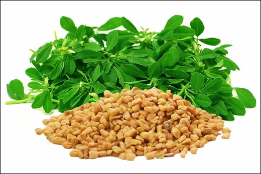 Fenugreek (Trigonella foenum-graecum)